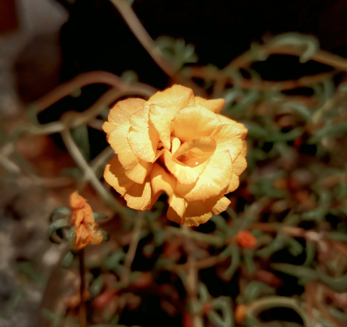 黄色花朵,花,盛放,太阳花,暖色系