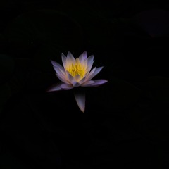 8A2F0250-9320-4696-A74B-1839E3E00AC1/L0/001
