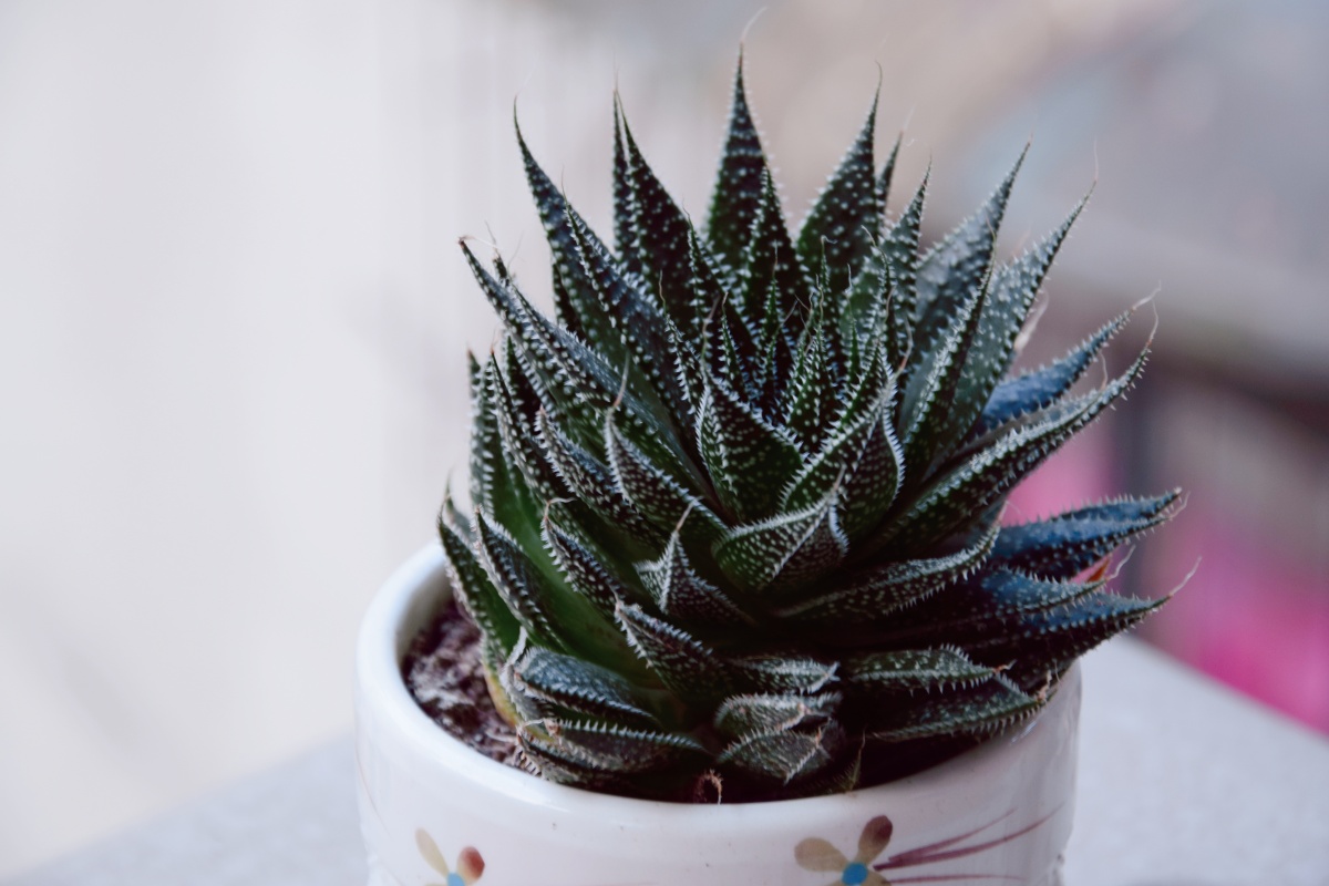 波路学名aristaloearistatahawboatwrjcmanning别名绫