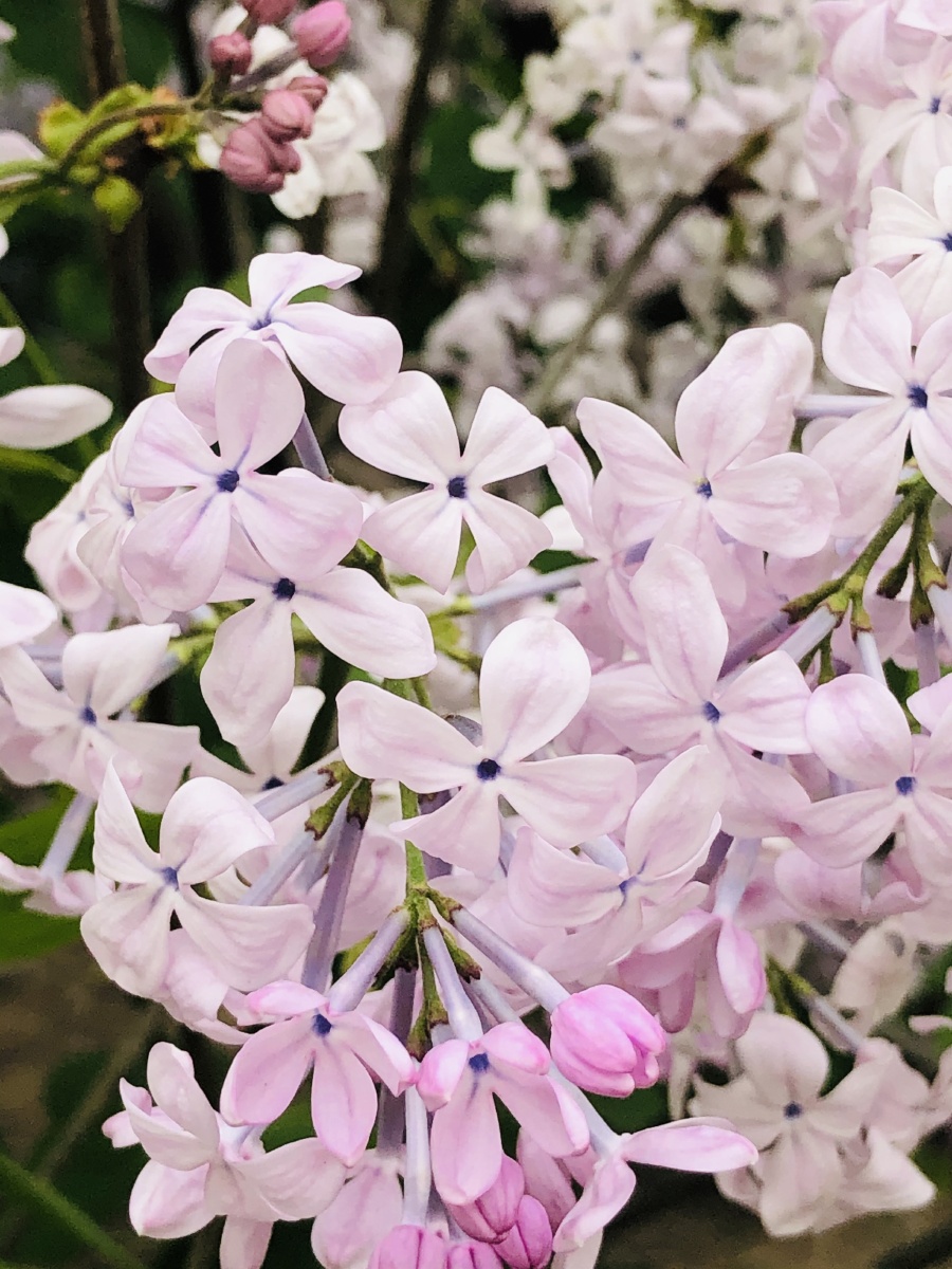 香气浓郁的丁香花 - 芮颐盟 - 图虫
