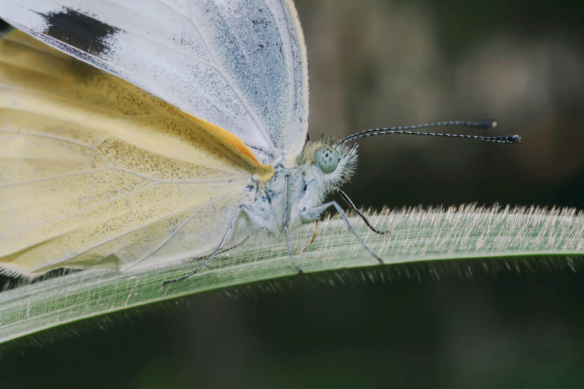 东方菜粉蝶2021二