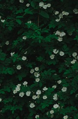 191091