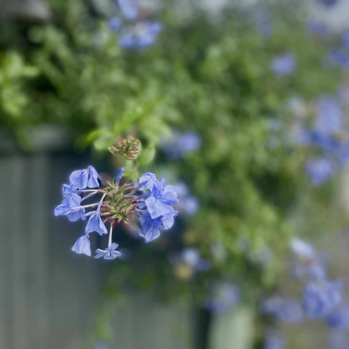 路边淡蓝小花不知道它的名好喜欢