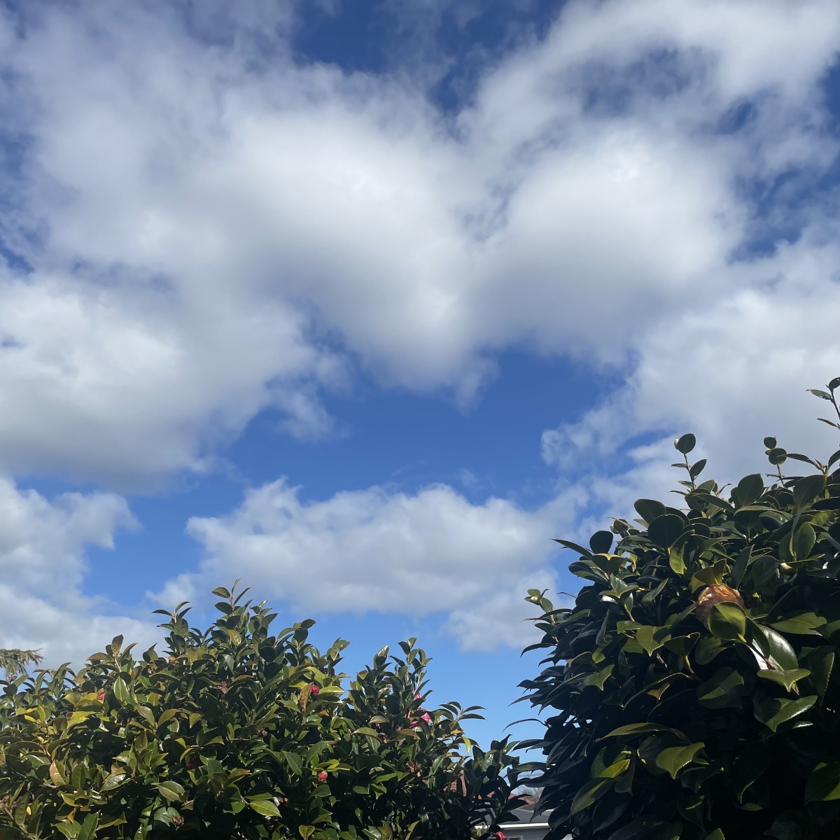 7815云朵朵,96花朵朵～ - aling9_nz - 图虫