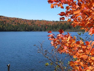 tree2