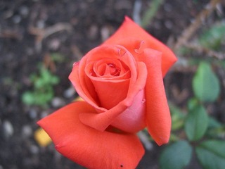 flower3