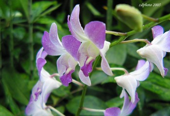 Orchid