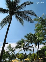 Coconut Trees