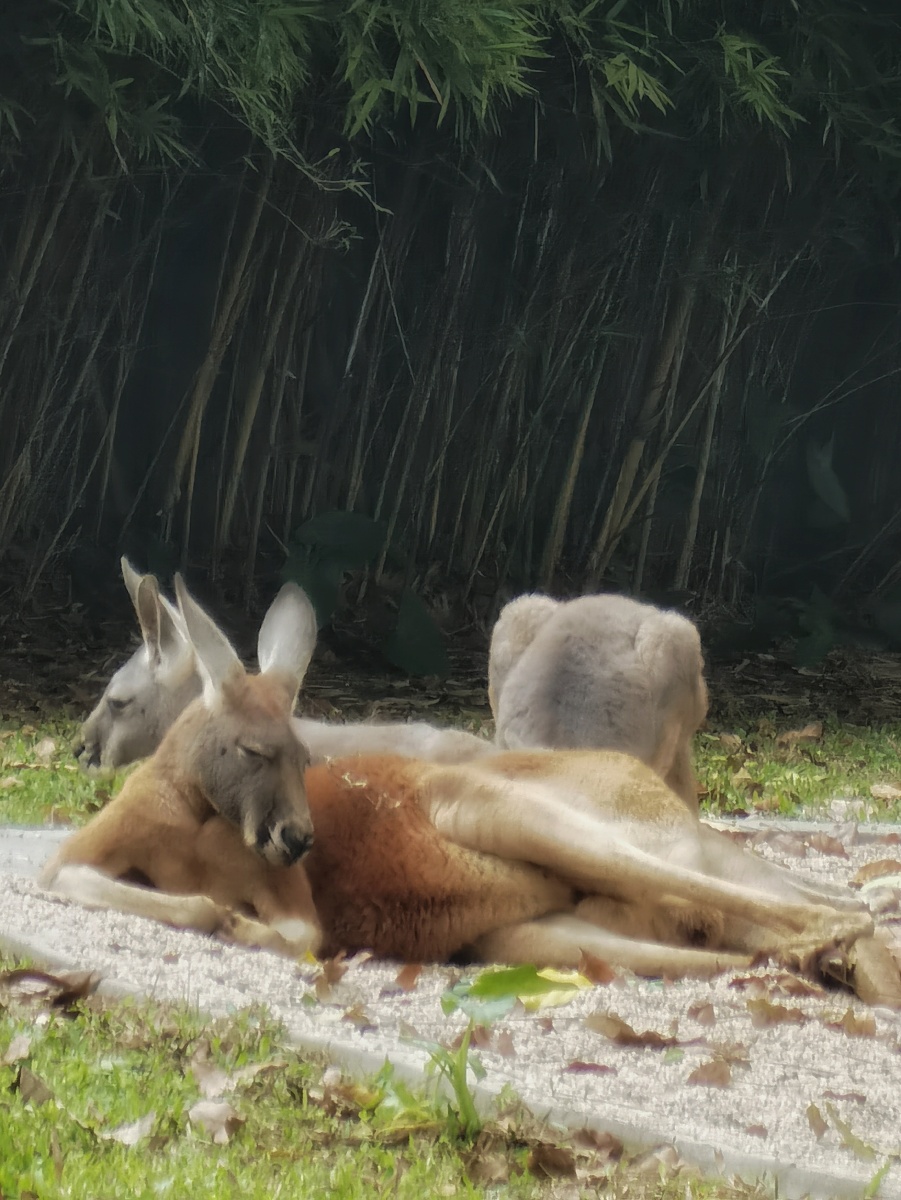 何夕becky - 图虫