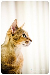 Pulupulu's portrait #05
