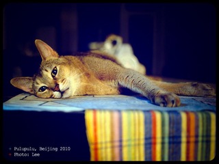 Cat Pulupulu