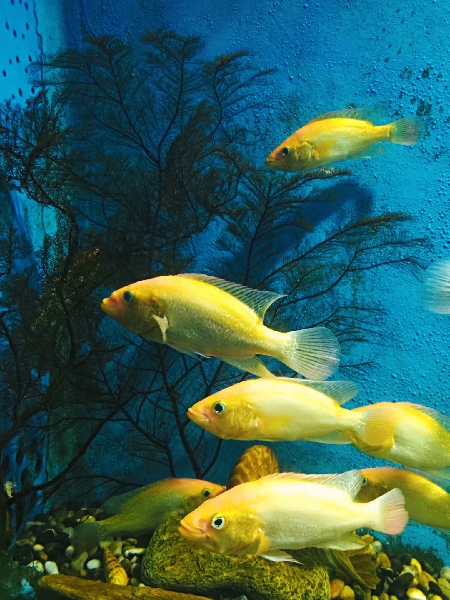 要像鱼儿无忧无虑的在水中游短暂的只有七秒钟的记忆