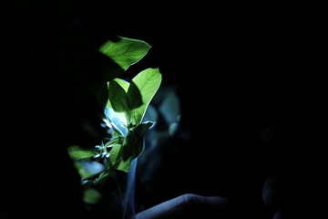 0B9FF8B9-A96A-4A06-8AB2-A583148F0DAF/L0/001