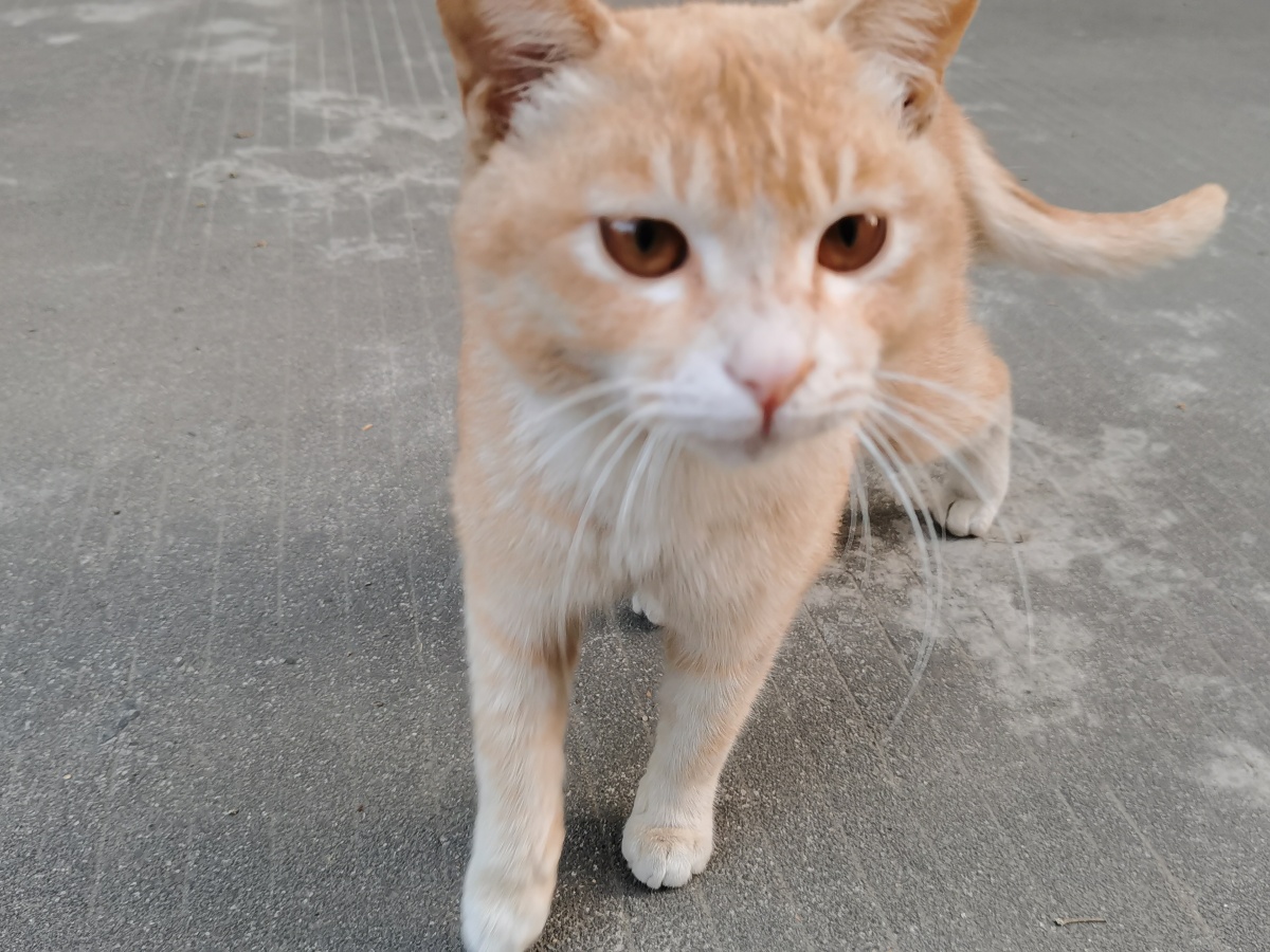 橘猫老可爱了起床开始营业 - 失约咯 - 图虫