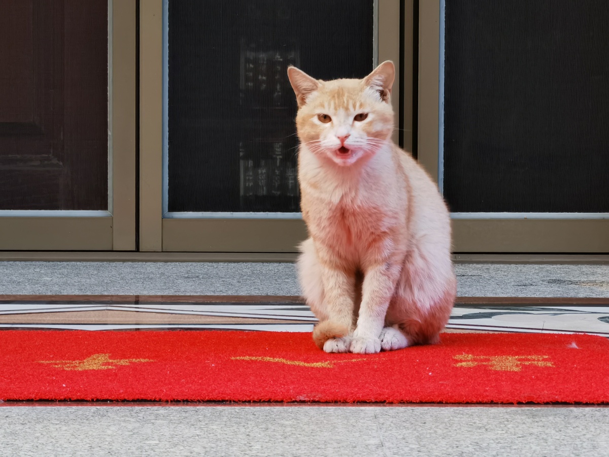 橘猫老可爱了起床开始营业 - 失约咯 - 图虫