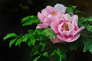 牡丹