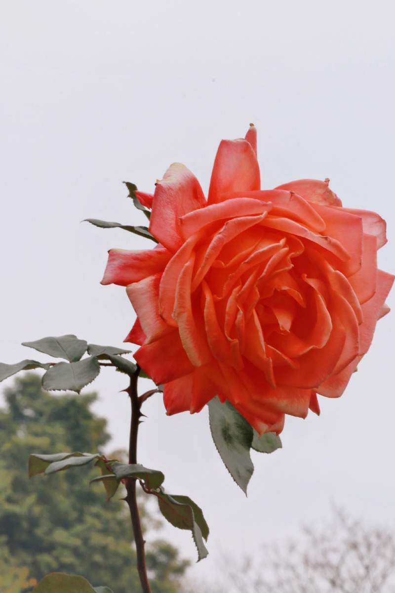 橘色玫瑰玫瑰花的花语是爱情美丽和勇敢象征着热烈美丽和真挚的爱情也