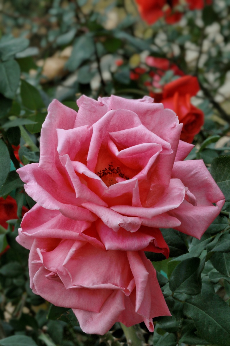 并蒂玫瑰玫瑰代表着爱情不同颜色的玫瑰花代表不同的爱情含义粉红色