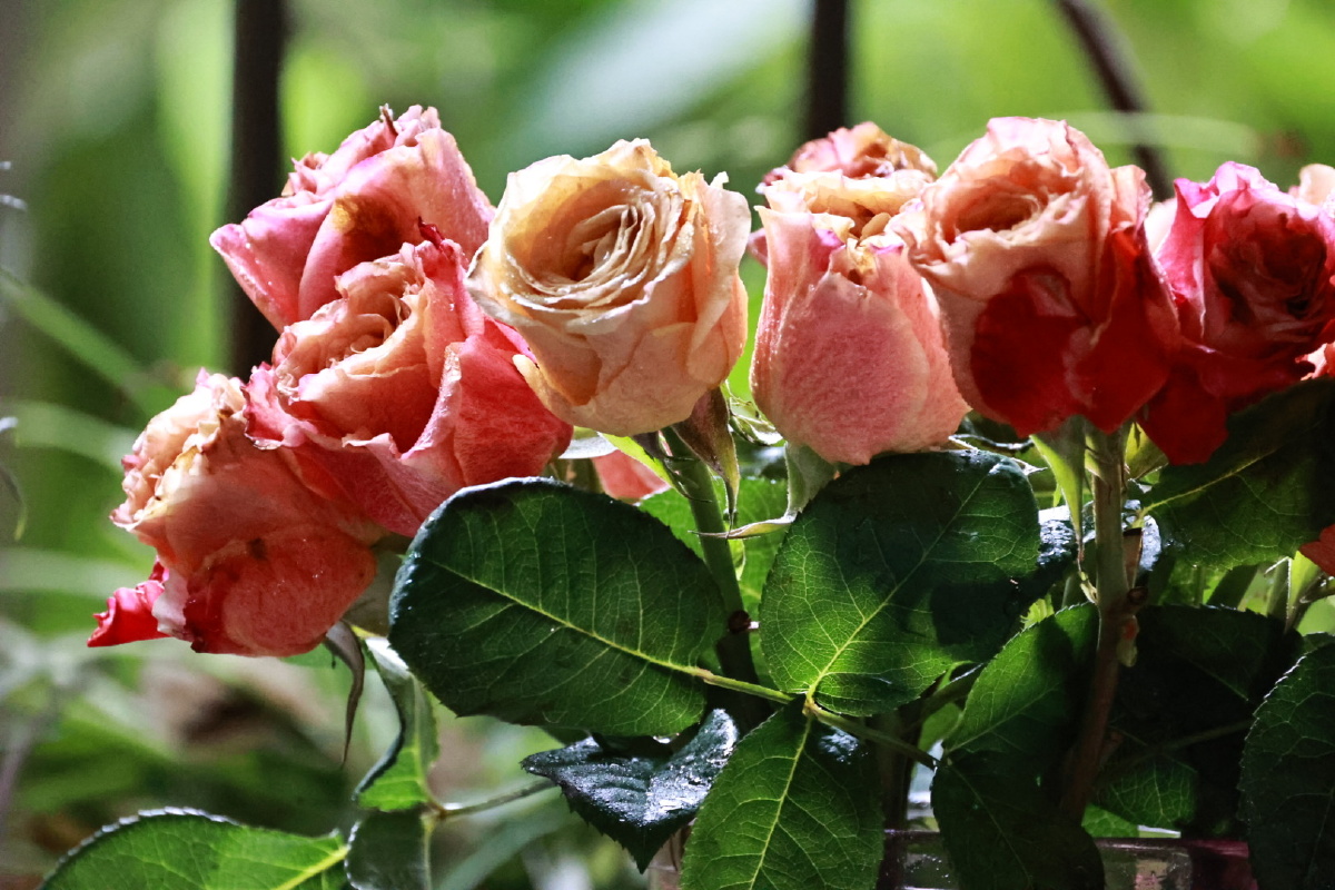 火焰玫瑰 - 和风花语 - 图虫