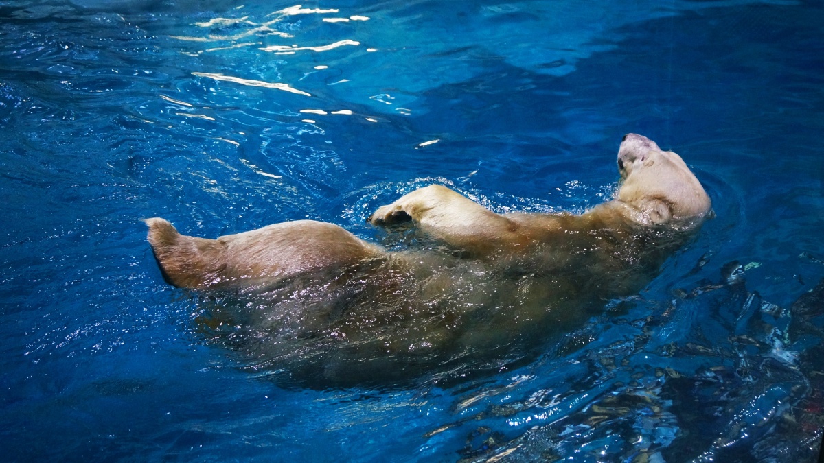 北极熊游泳