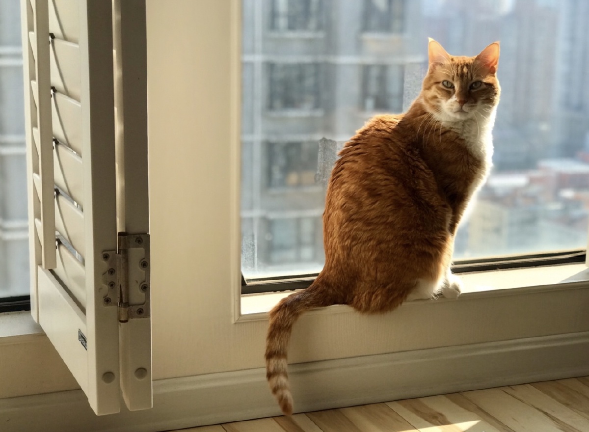 冬天喜欢在窗边晒太阳的蛋挞