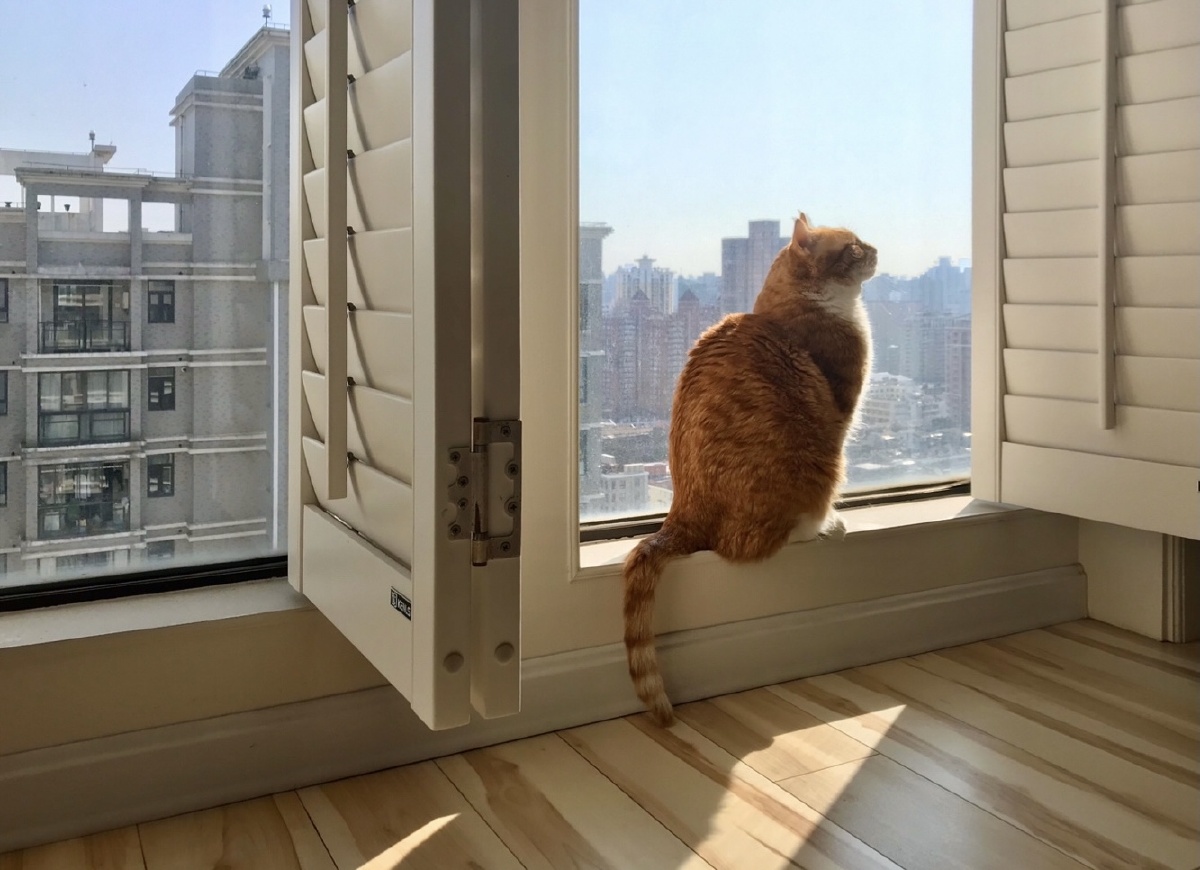 冬天喜欢在窗边晒太阳的蛋挞