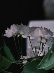 9F007ECC-404E-4A73-A9C7-913378414002/L0/001