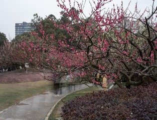 IMGP9931-5