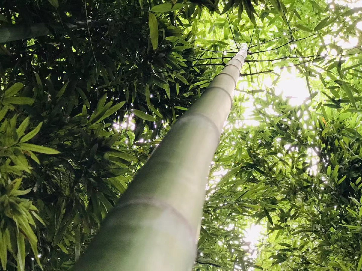 竹子,参天,翠绿,竹林,实景