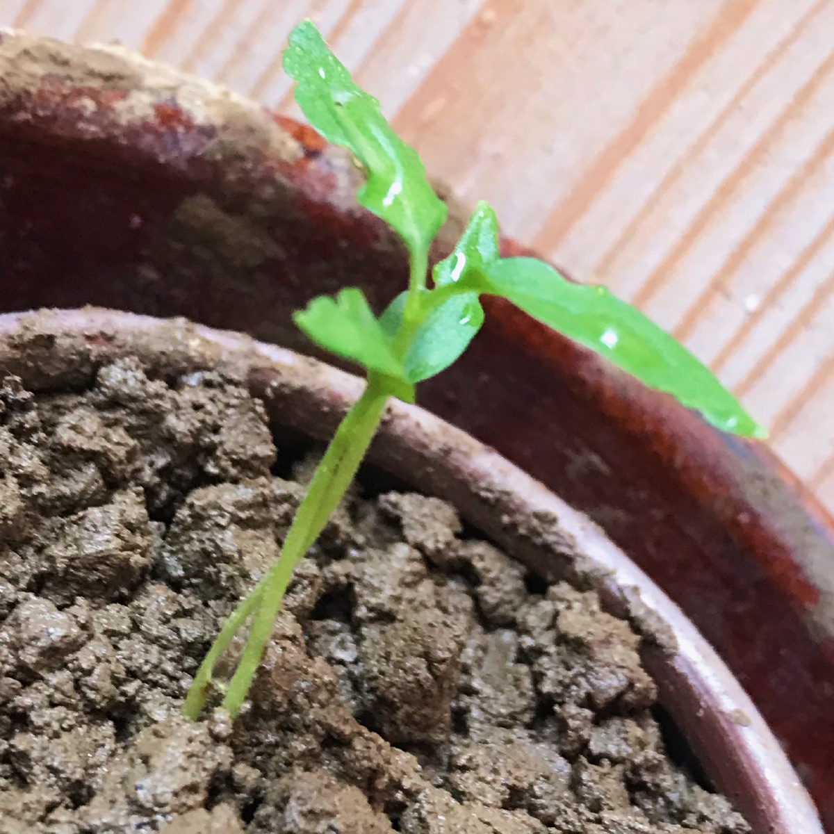 阳台上的薄荷与九层塔