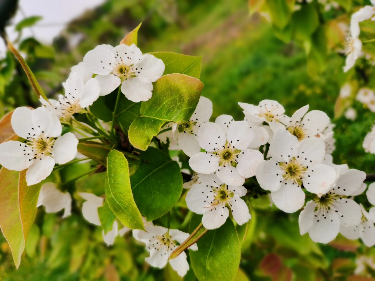 《山梨花》 - 无敌龙的爸爸