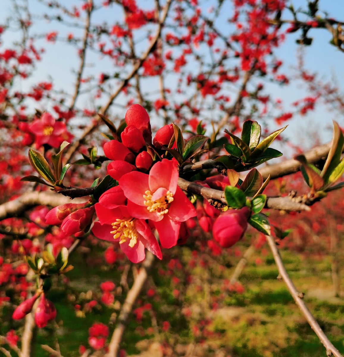 送你一束小红花火红的海棠八