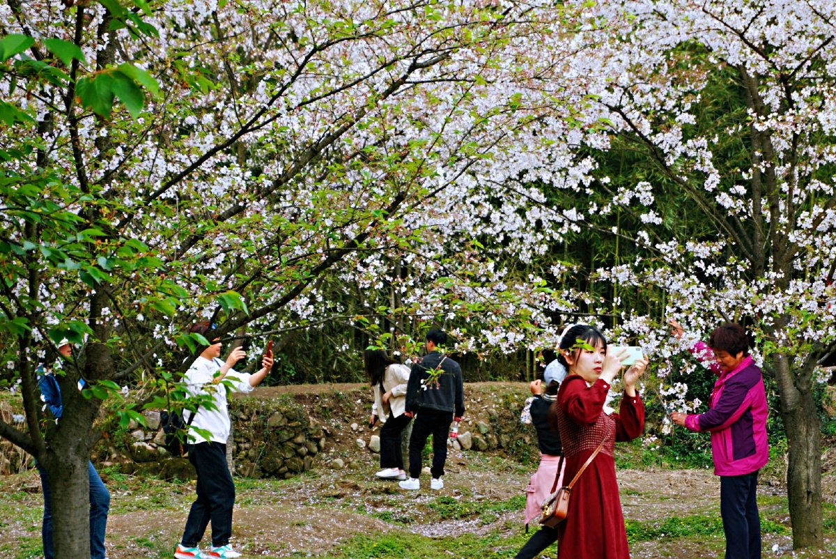 谁比谁更美上虞张村樱花谷