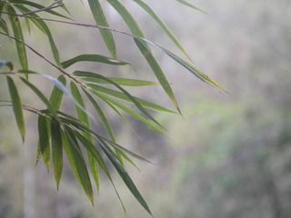 2D8929DB-B813-4803-9D0E-A830BCBF67C9/L0/001