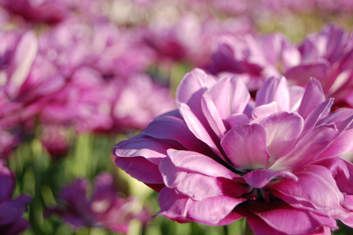 多重花瓣的郁金香