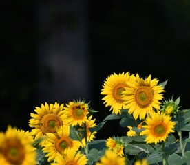C14E6FFF-D573-485D-A174-0A439C6A7DCA/L0/001
