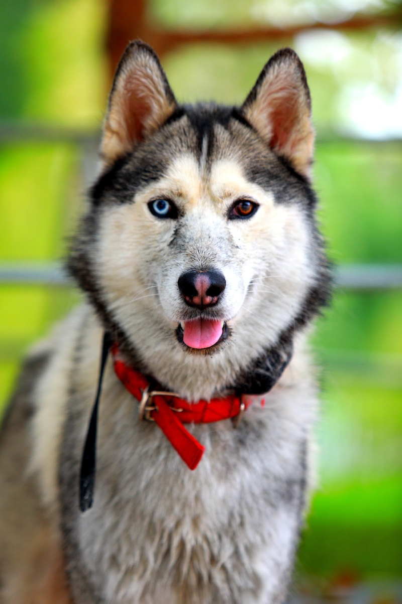 偶遇英俊犬