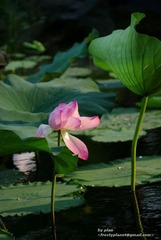 imgp1441-r