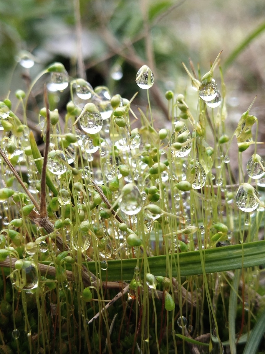 这蓬勃的生命,晶莹的露珠,是不是很美呢?