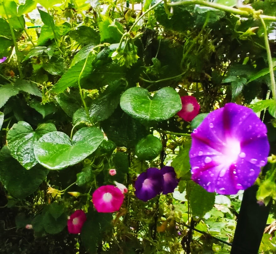 《花》红米手机拍