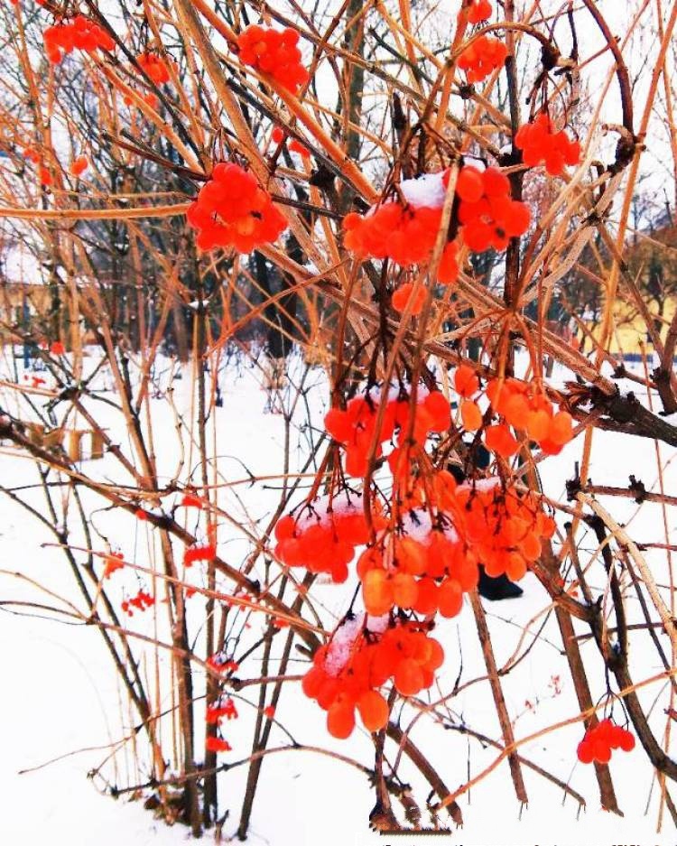 花红米手机拍于沈阳大东公园