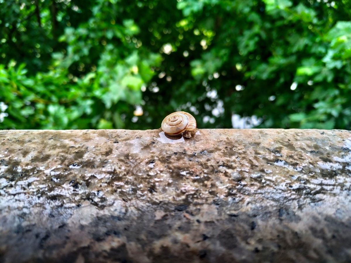 脱壳的蜗牛壳留下的是灵魂飞走的是肉体