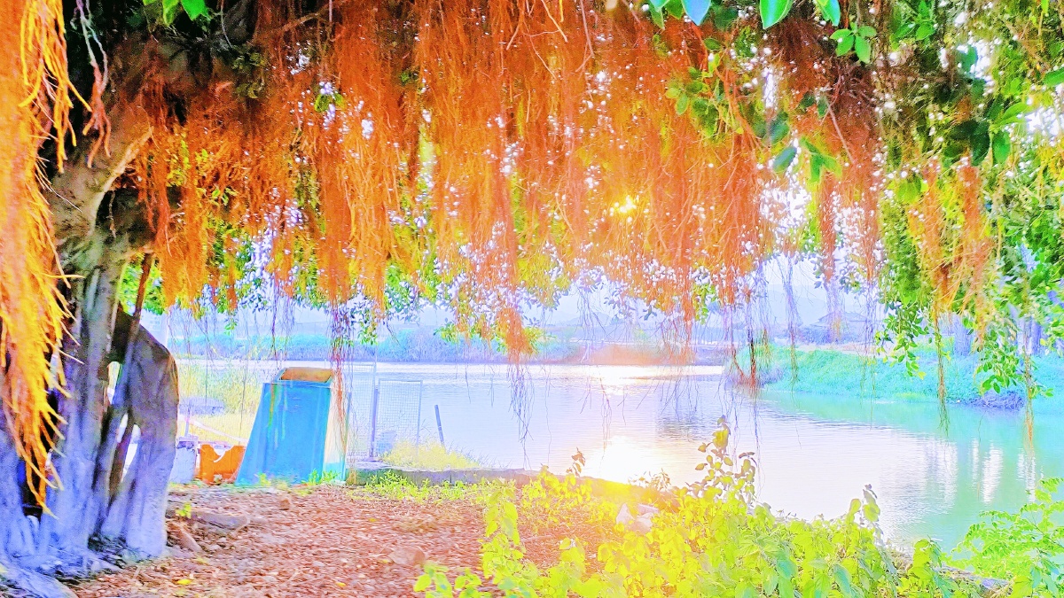 夕阳映照着池塘边上的老榕树