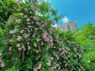 CE022751-02BD-4D9E-B60A-3DB8E0C5DB4B/L0/001