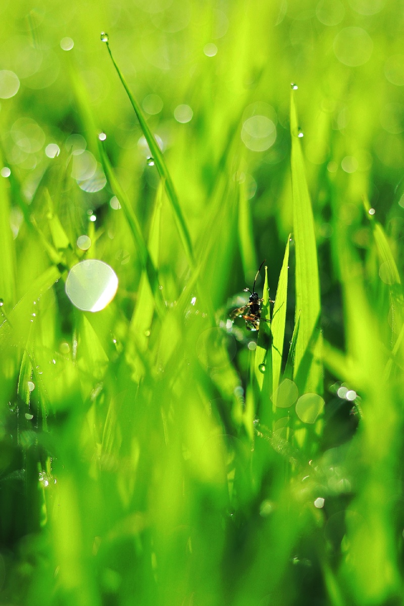 夏天一草一木皆风景