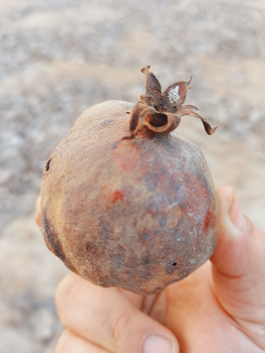 干石榴 - 正气香菇 - 图虫