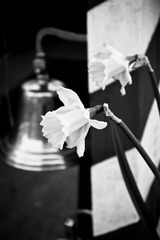 铃音与花语