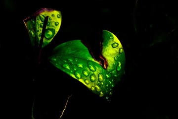 【雨后1】等不到春天