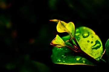 【雨后2】生命一茬茬