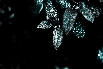 【雨后3】沾满漆点的树叶
